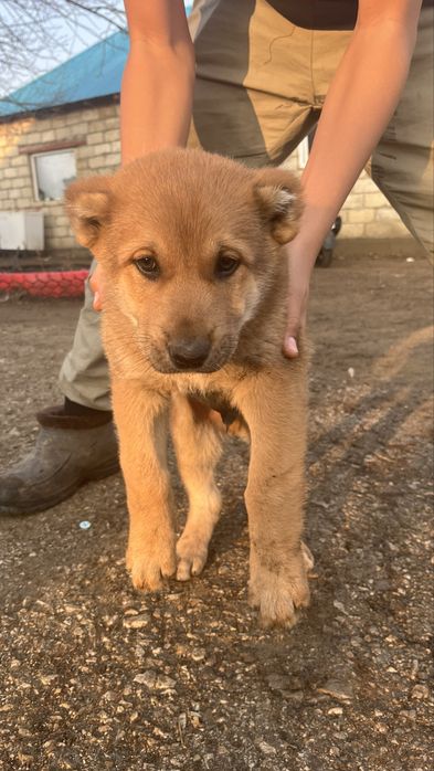 Срочно Алабай күшік сатылады!