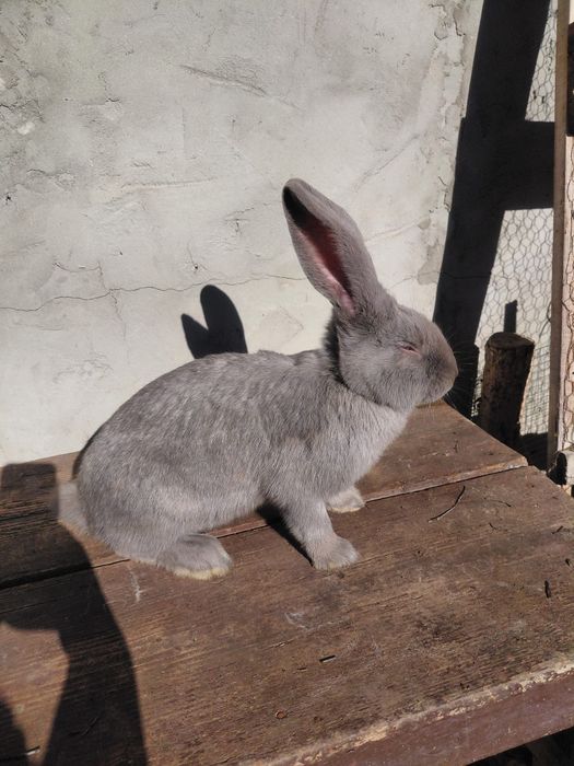 Masculi fluture german 4 luni