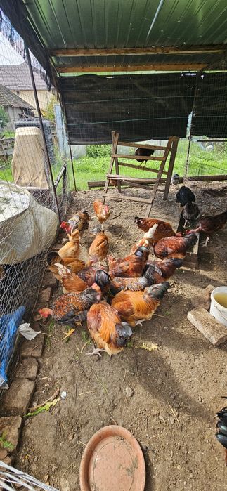 Gat golas de transilvania