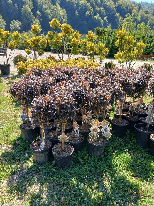 Plante ornamentale