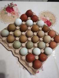 Продавам яйца за люпене от великденски носачки - новото попълнение