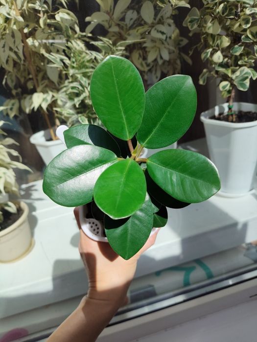 Фикус Формоза компактный сорт