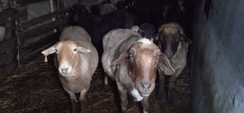 Хозяйство. Овцы.