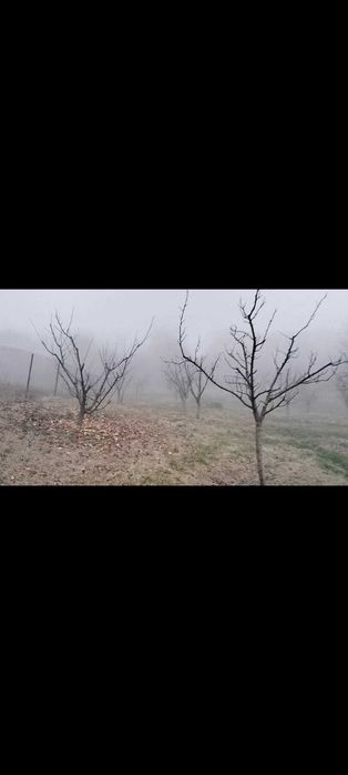 Toaletare pomi fructiferi