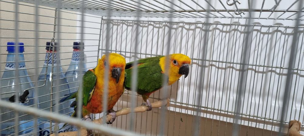 Papagali Aratinga Jandaya