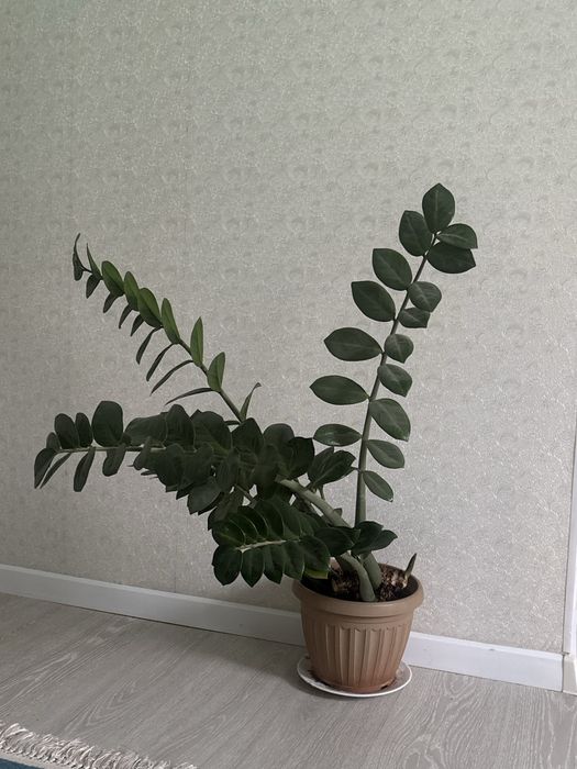 Доллоровое дерево замиокулькас