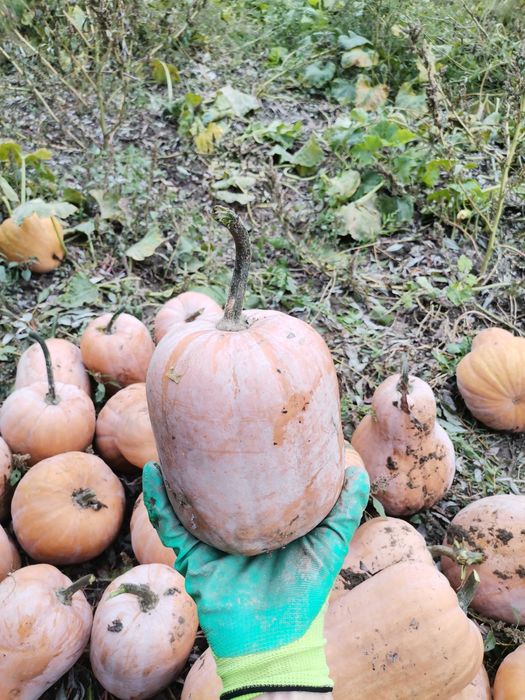 Dovleci de plăcintă și decor