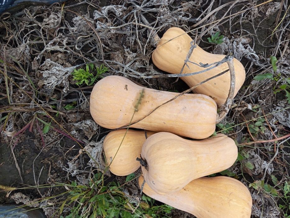 Dovleci plăcintari Matilda f1