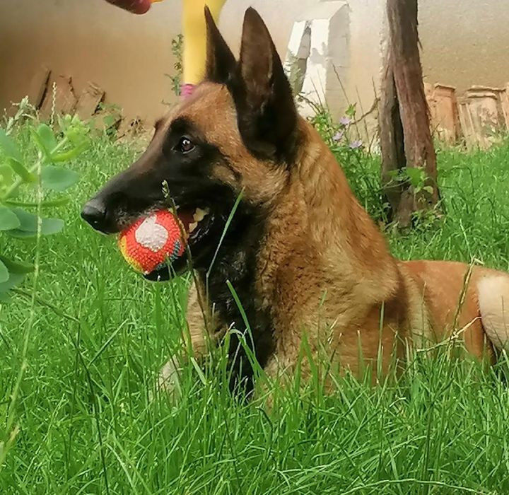 Белгийска овчарка -Малиноа.