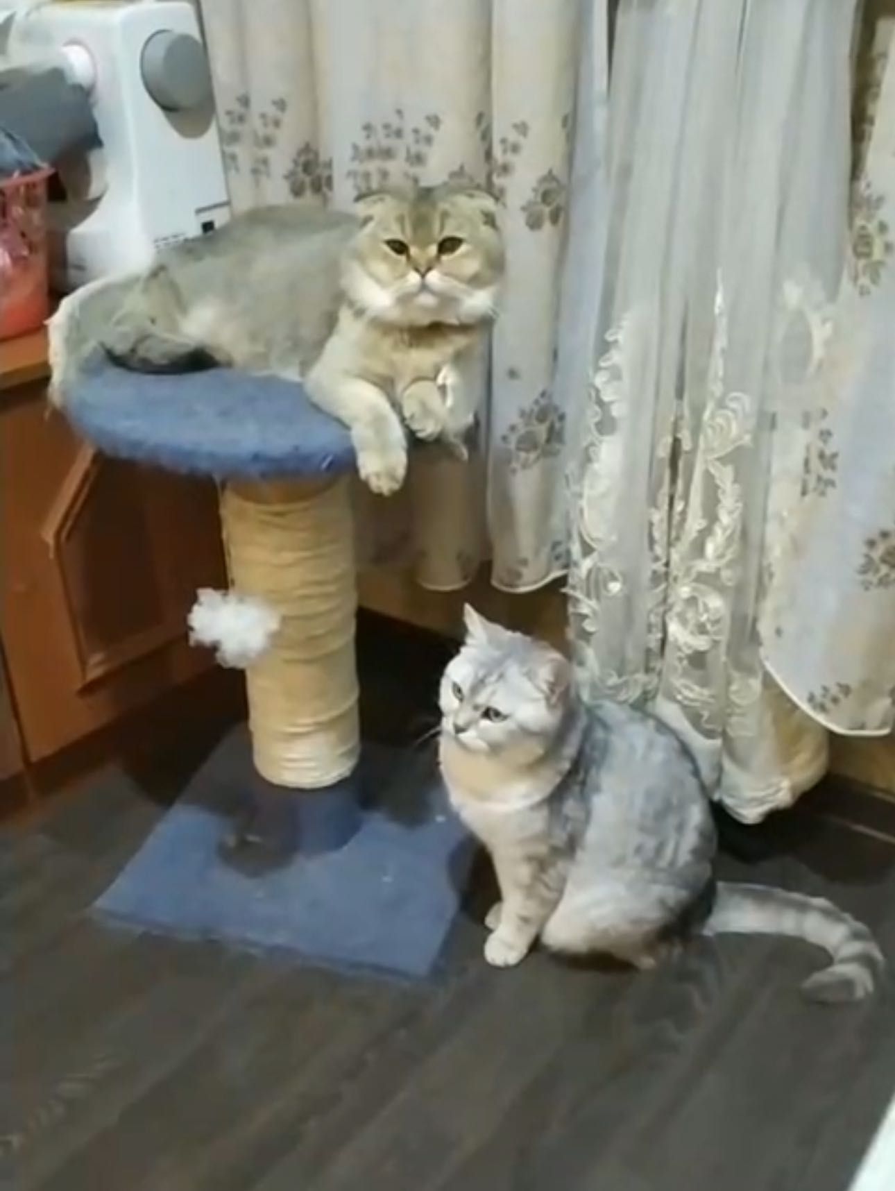 Чистокровный Скоттиш Фолд на вязку