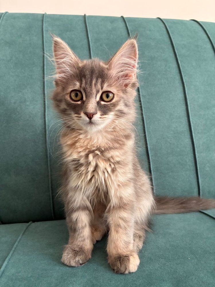 Отдается котенок 2 мес