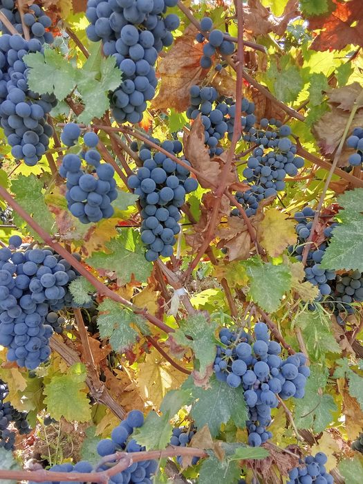 Vino uchun uzum dastafka bor