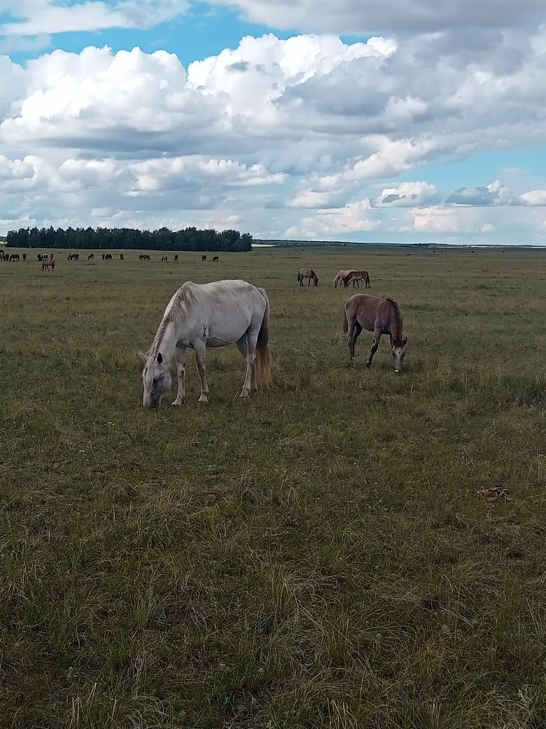 Продам кабылу с жеребенком