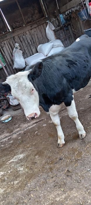 Junincă disponibilă  rasă Bălțată Românească în comuna Breasta