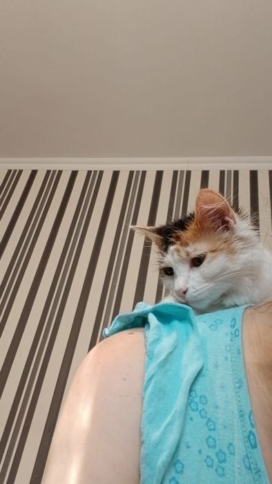 Отдам котенка девочку