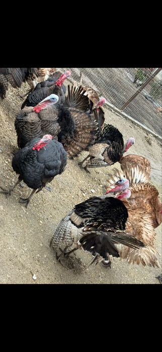 Curcani si curci de vanzare