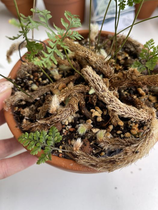 Папоротник даваллия