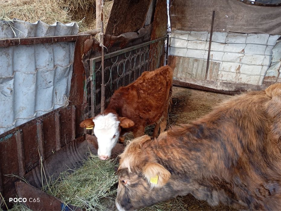 Сиыр ,Корова продом 3 туган алатауски парода сегыщ он летыр сут береды