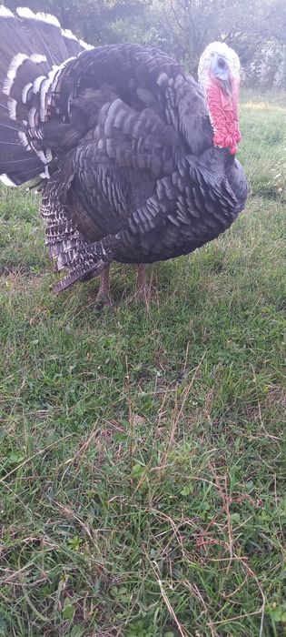 Curci si curcani de carne