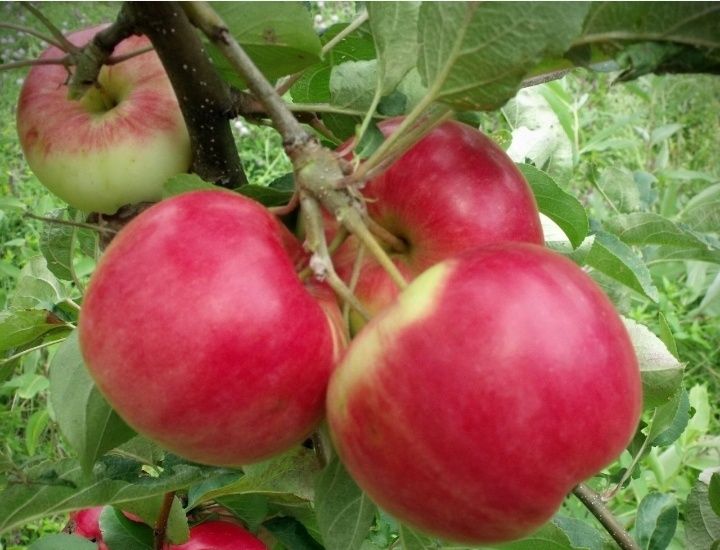 Mar (Soiul Red Melba)