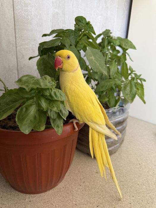 Продаю одереловый попугай