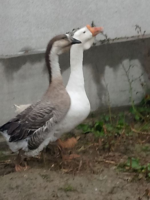 Gâște metis holmogor