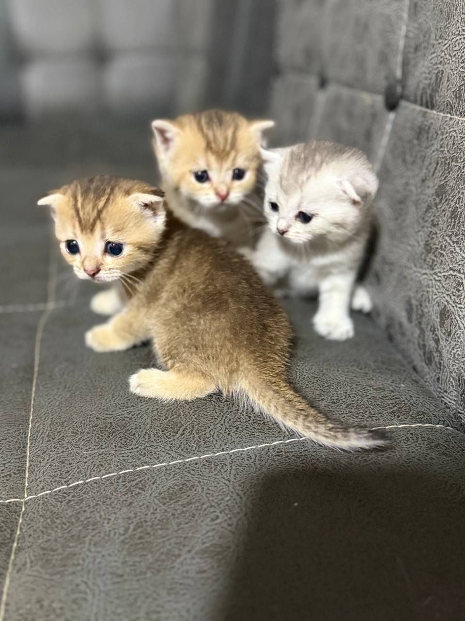 Продаются котятя