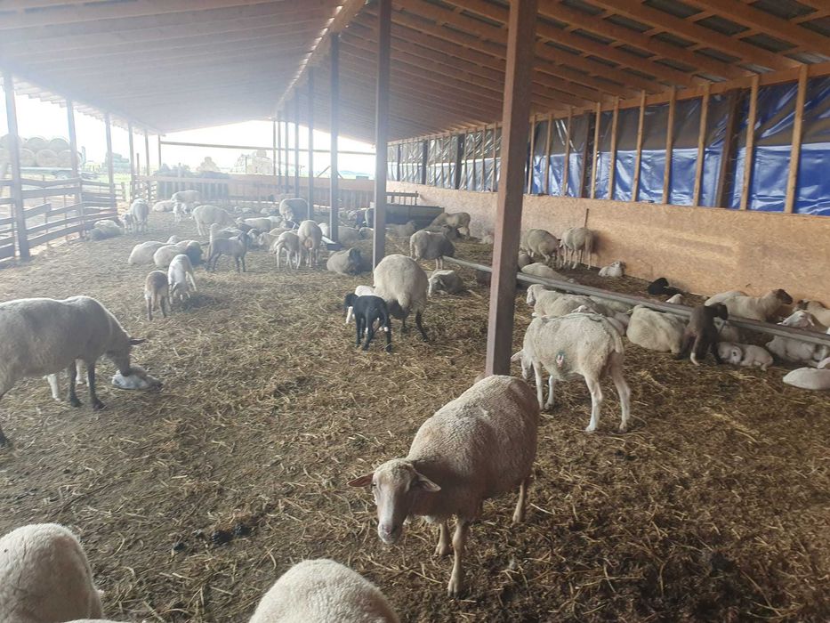 Vand 80 de oi , toate sunt cu miei, rasa merinos