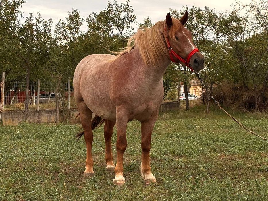 IAPA TANARA de vanzare