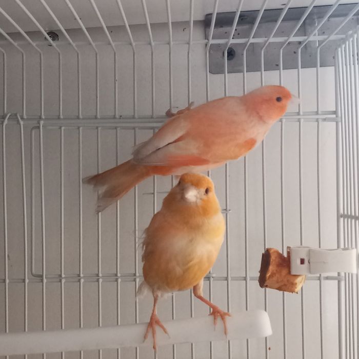 Нар мода канарейкала сотилади мода бир марта ишланган нар 9 ойлик