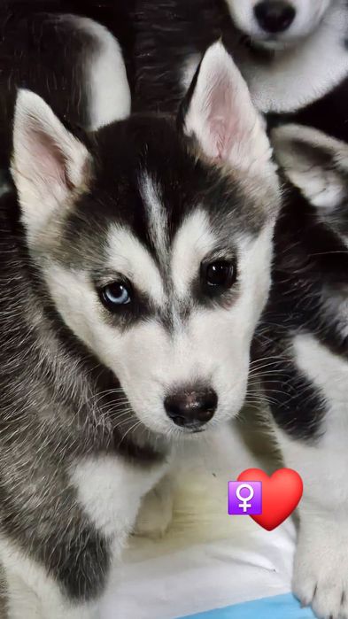 Pui husky siberian