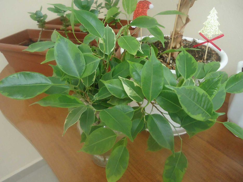 Sony Cyber-shot DSC-W610 14.1MPx