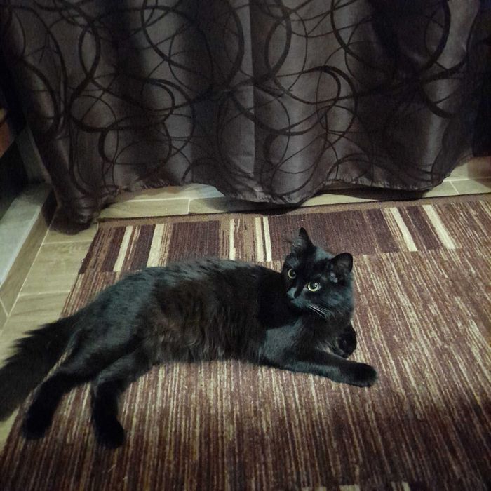 Котенца от турска ангора 2,5 месеца