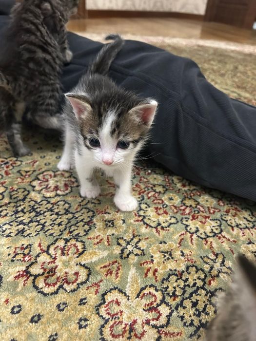 Раздача котят(4 котят)