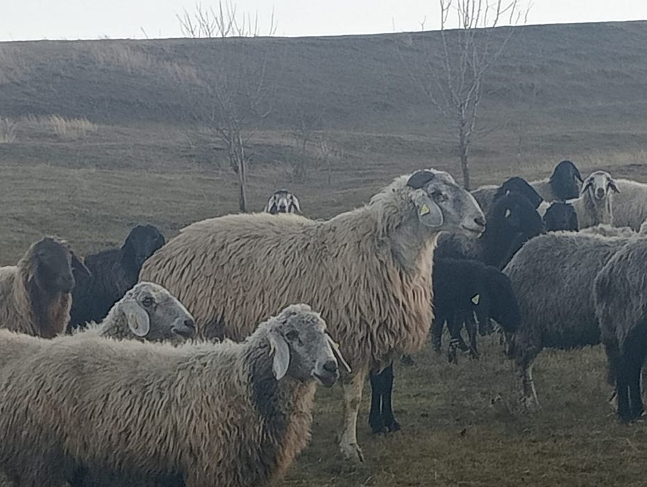 Vând 60 oi karakul înscrise în COP