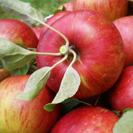 Pomi Fructiferi stravechi din glia stamoseasca soiuri de mar
