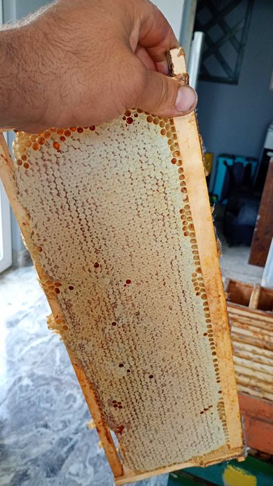 Miere poliflora cu mană , poliflora și de păducel