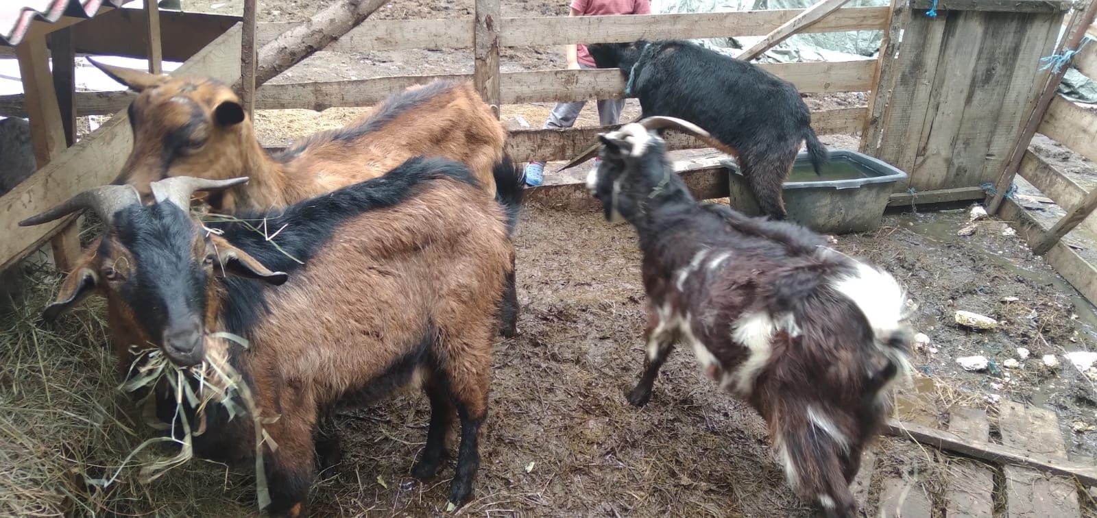 Lichidare de fermă! Vând capre, iezi și țap