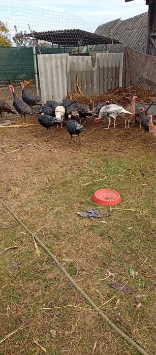 Curci de casa de vanzare