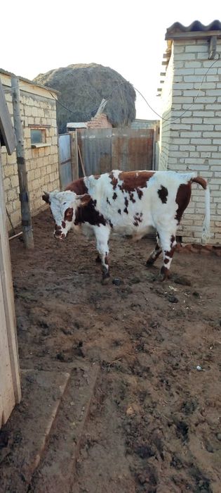 Прошлогодние бычки