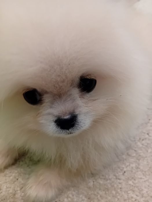 Померан мини - мъжко