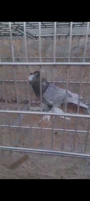 Porumbei jucători de botosani