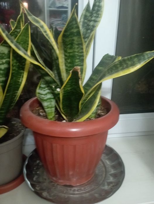 Продам сансиверия.срочна