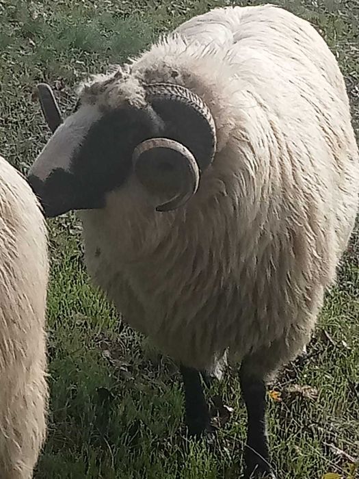 Vând berbec de 3 ani