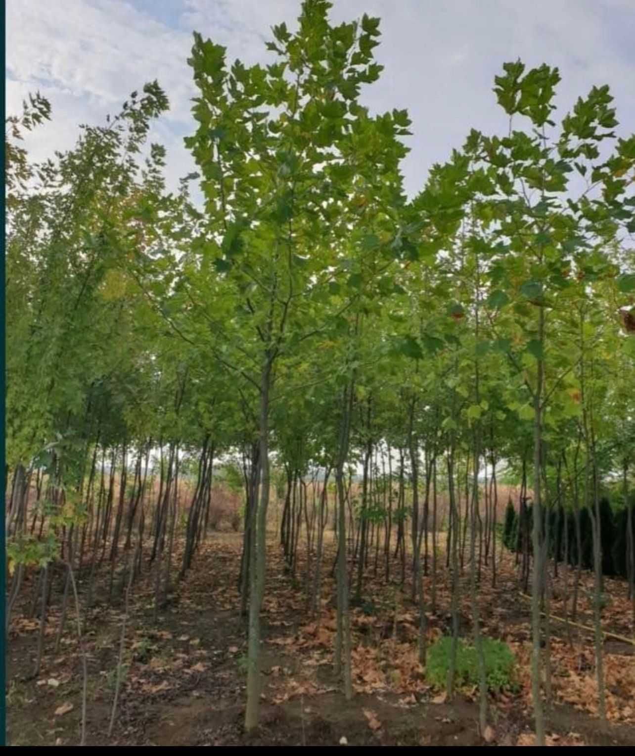 Plante ornamentale premium pentru un spațiu verde impecabil!