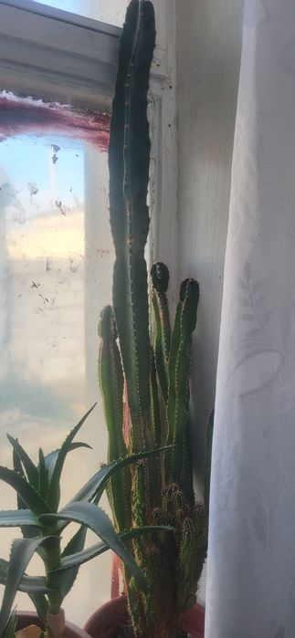 Домашный цветта кактус