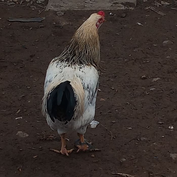Cocosi frumoși de vânzare