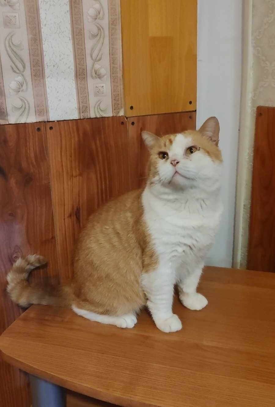 Обаятельный бело-рыжий котик ищет дом