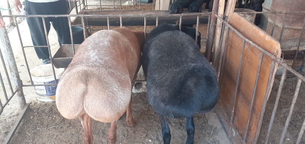 'Qochqor кочкор коу сотилади