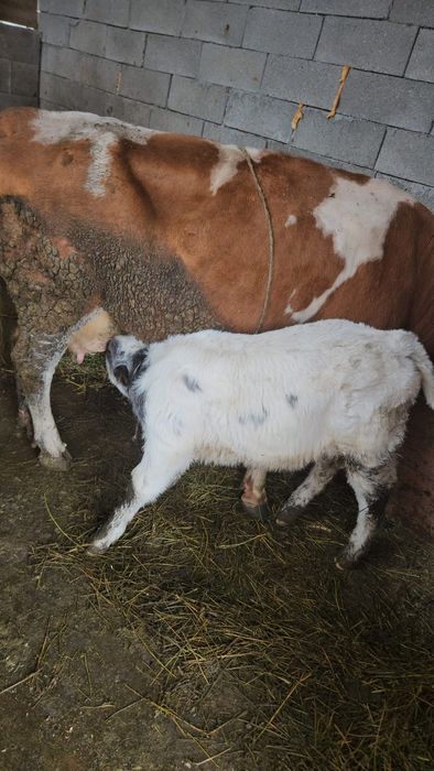 Vând vacă cu vitel